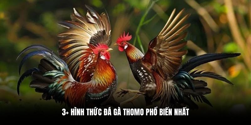 3+ hình thức đá gà Thomo phổ biến nhất