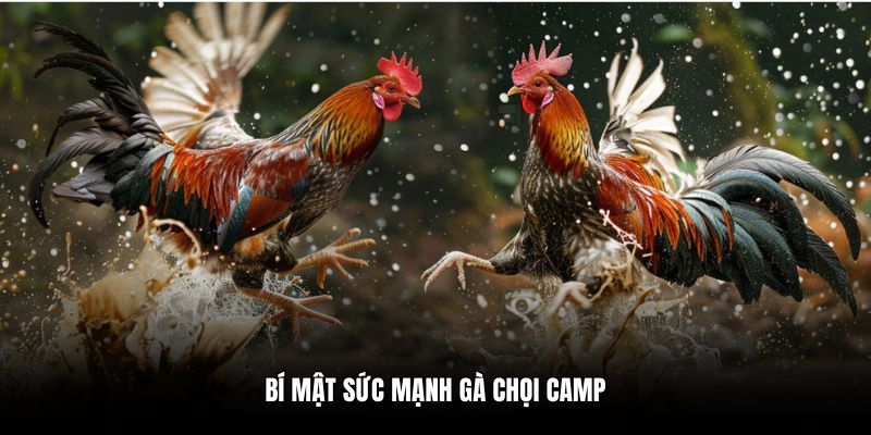 Bí mật sức mạnh gà chọi Camp