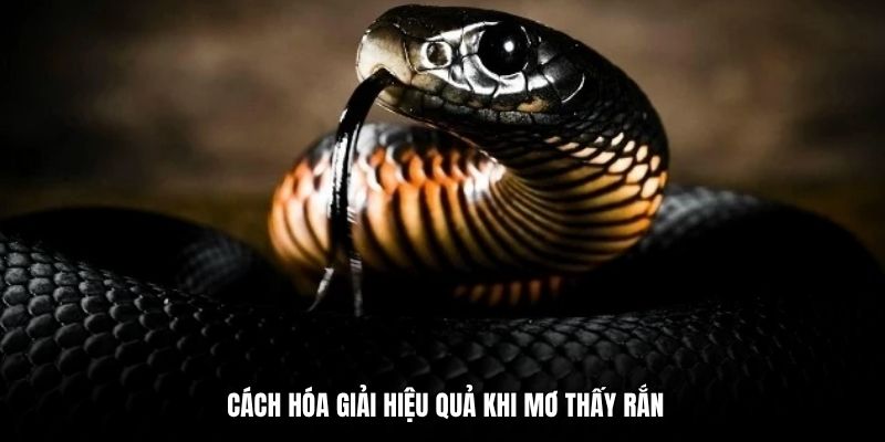 Cách hóa giải hiệu quả khi mơ thấy rắn