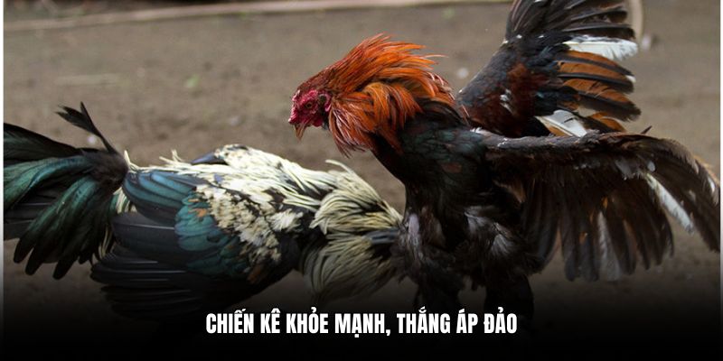 Chiến kê khỏe mạnh, thắng áp đảo
