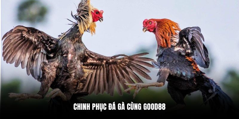Chinh phục đá gà cùng Good88
