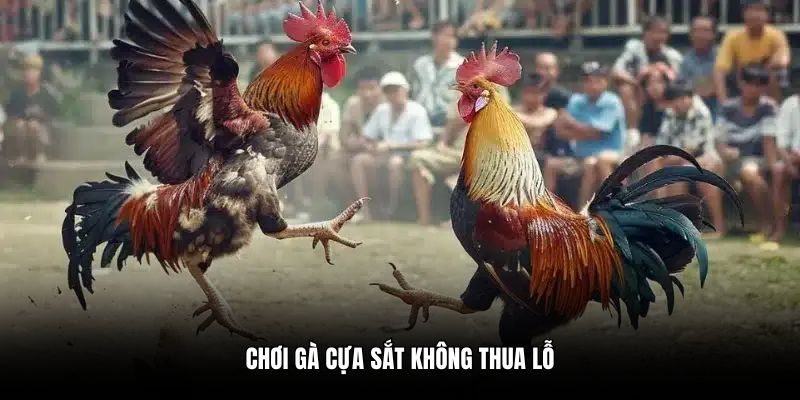 Chơi gà cựa sắt không thua lỗ