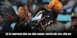 đá gà Campuchia