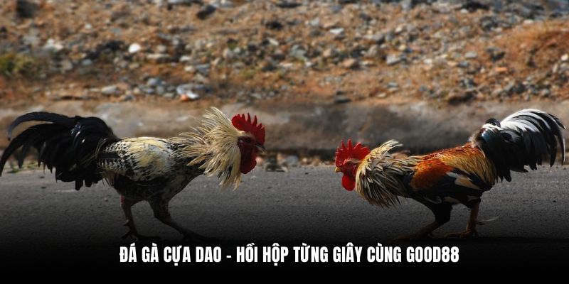 Đá gà cựa dao - Hồi hộp từng giây cùng Good88