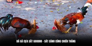 đá gà cựa sắt