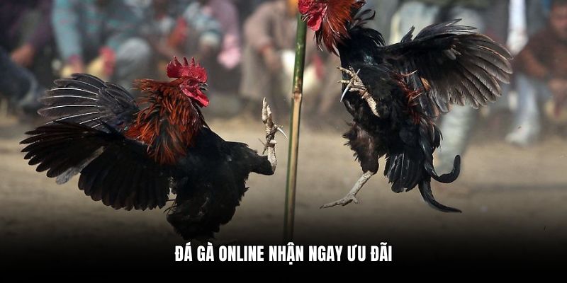 Đá gà online nhận ngay ưu đãi