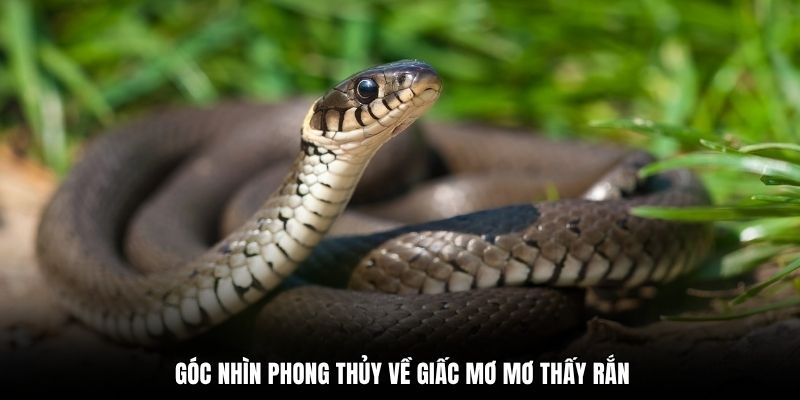 Góc nhìn phong thủy về giấc mơ mơ thấy rắn