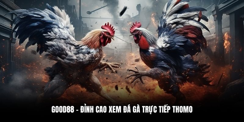 Good88 – Đỉnh cao xem đá gà trực tiếp Thomo