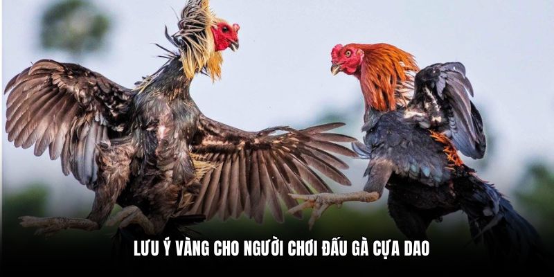 Lưu ý vàng cho người chơi đấu gà cựa dao