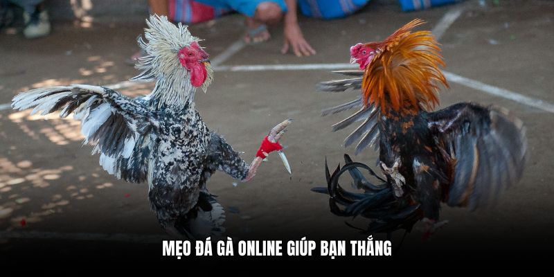 Mẹo đá gà online giúp bạn thắng