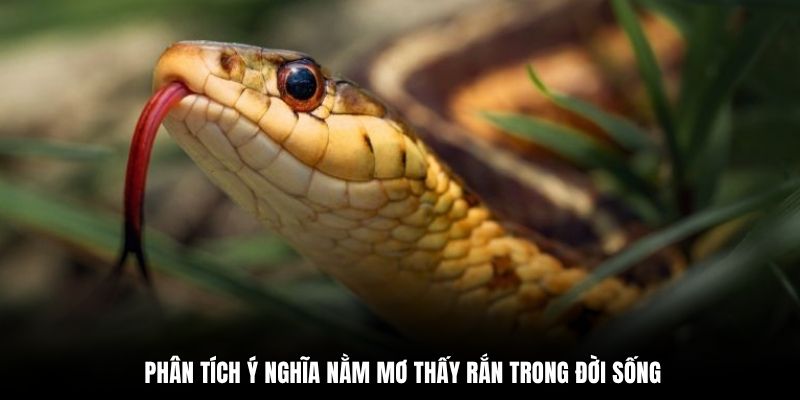 Phân tích ý nghĩa nằm mơ thấy rắn trong đời sống