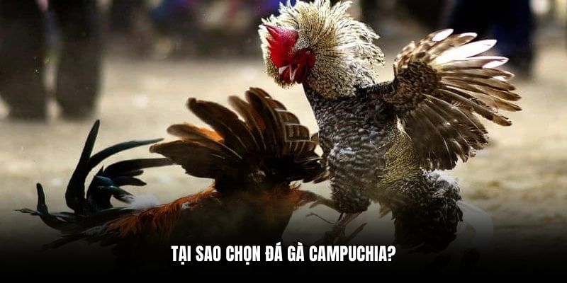 Tại sao chọn đá gà Campuchia?