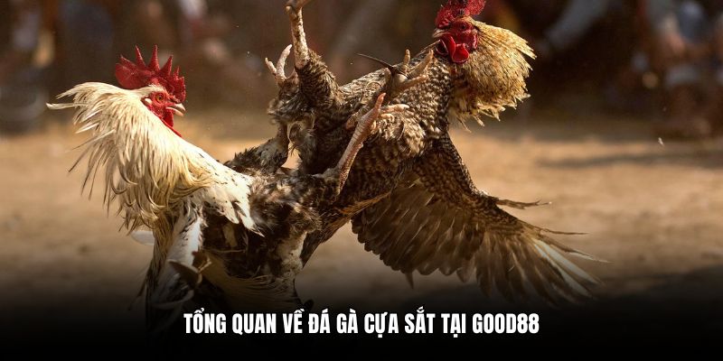 Tổng quan về đá gà cựa sắt tại Good88