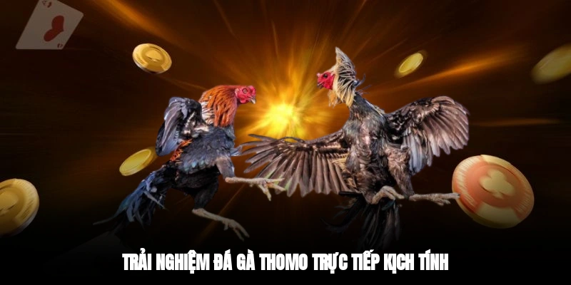 Trải nghiệm đá gà Thomo trực tiếp kịch tính