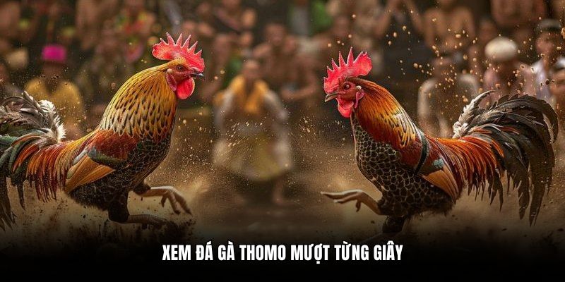 Xem đá gà Thomo mượt từng giây